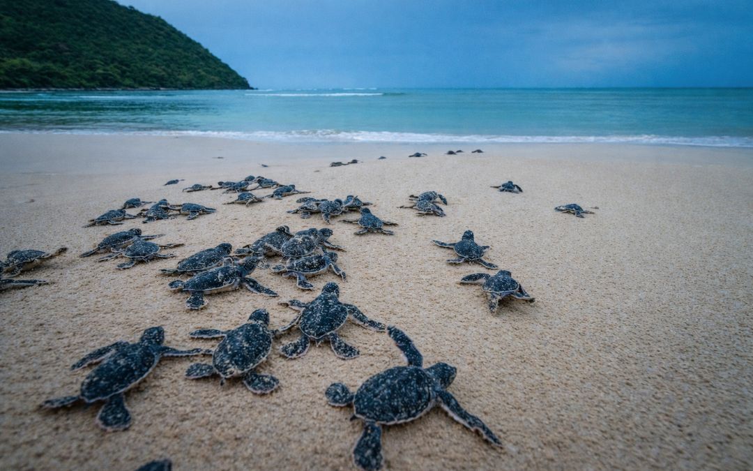 ecotourism-in-vietnam-turtle-conversation