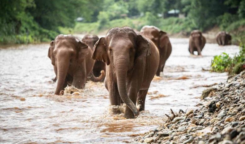 chiang-mai-elephant-nature-park