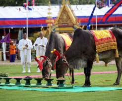 Royal Ploughing Ceremony (Bonn Chroat Preah Nongkoal)