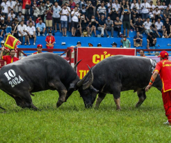 Do Son Buffalo Fighting Festival
